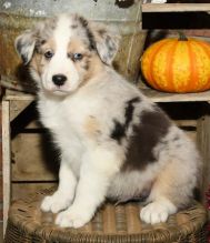 Australian Shepherd puppies for adoption