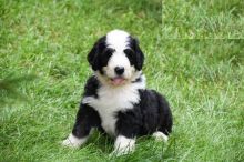 CBCA Bernedoodle puppies