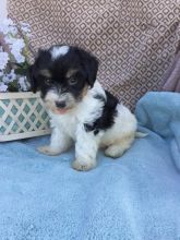 CBCA Havanese puppies