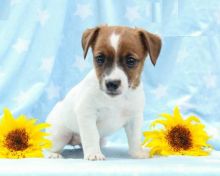 CBCA Jack Russell Terrier puppies