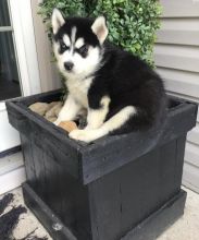 Siberian Husky puppies ready for adoption