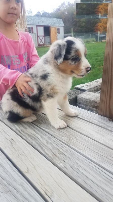 Australian Shepherd puppies Image eClassifieds4u