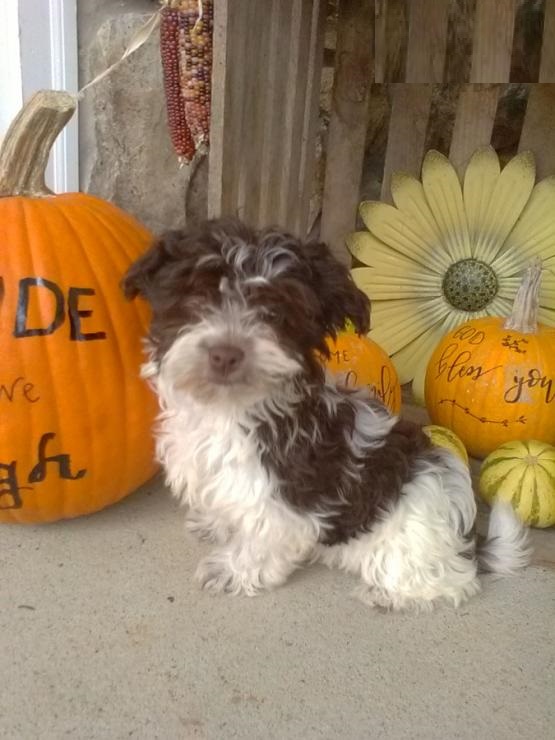 Havanese,2 left. Image eClassifieds4u