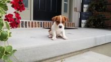 Jack Russell Terrier puppies Image eClassifieds4U