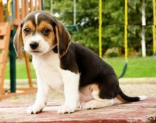 Beagle puppies ready for adoption