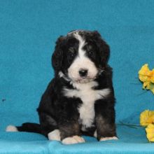 Bernedoodle puppies, (boy and girl)