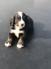 Bernedoodle puppies ready for adoption