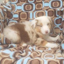 CBCA Australian Shepherd puppies