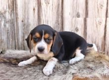 CBCA Beagle puppies