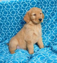 CBCA Golden Retriever puppies