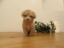 CBCA Toy Poodle puppies