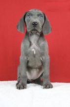 CBCA Weimaraner puppies