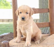 Golden Retriever puppies, (boy and girl)