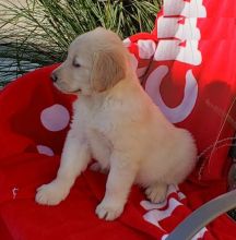 Golden Retriever puppies ready for adoption