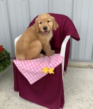 Golden Retrievers,2 left.