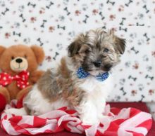 Havanese puppies, (boy and girl)