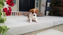 Jack Russell Terrier puppies