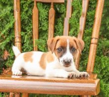 Jack Russell Terrier puppies, (boy and girl)