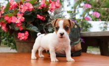 Jack Russell Terrier puppies, (boy and girl)