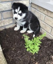 Siberian Husky puppies