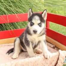 Siberian Husky puppies, (boy and girl)