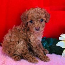 Toy Poodle puppies, (boy and girl)