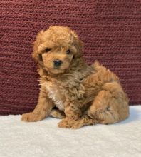 Toy Poodle puppies ready for adoption