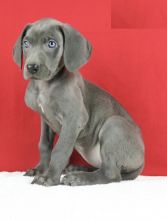 Weimaraners,2 left.