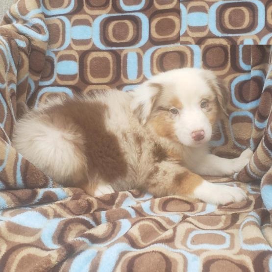 CBCA Australian Shepherd puppies Image eClassifieds4u