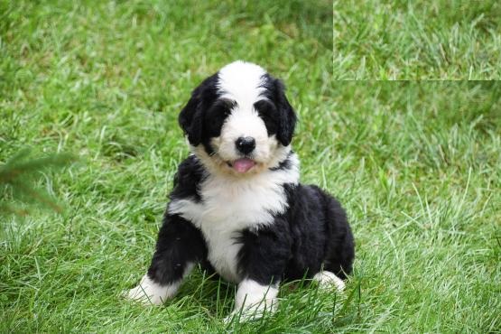 CBCA Bernedoodle puppies Image eClassifieds4u