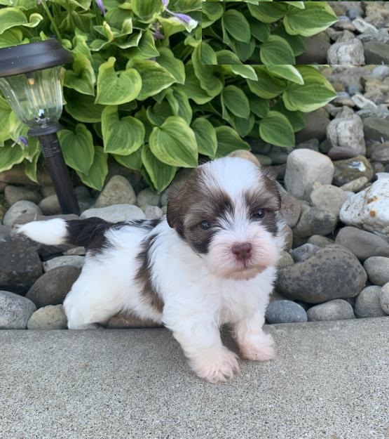 Havanese puppies Image eClassifieds4u