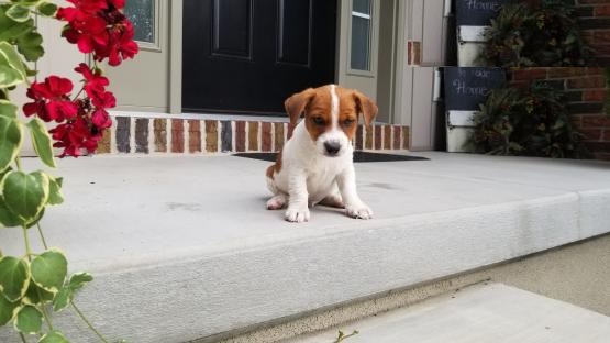 Jack Russell Terrier puppies Image eClassifieds4u
