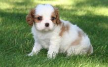 Cavalier King Charles Spaniel Puppies for Adoption Image eClassifieds4u 3