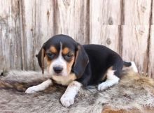 CBCA Beagle puppies Image eClassifieds4U