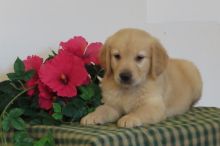 Golden Retriever puppies Image eClassifieds4U