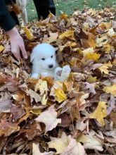 Great pyranees Marmora Image eClassifieds4U