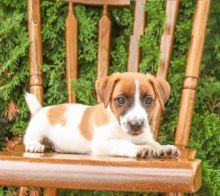 Jack Russell Terrier puppies, (boy and girl) Image eClassifieds4U