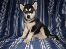 Siberian Huskies,2 left. Image eClassifieds4U