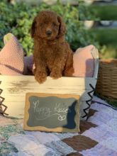 Toy Poodles,2 left. Image eClassifieds4U