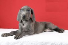 Weimaraner puppies ready for adoption Image eClassifieds4U