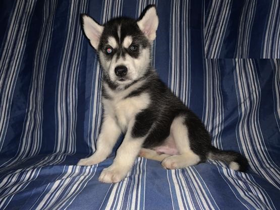 Siberian Huskies,2 left. Image eClassifieds4u