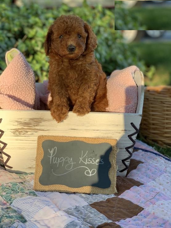 Toy Poodles,2 left. Image eClassifieds4u