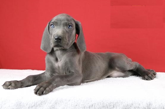 Weimaraner puppies ready for adoption Image eClassifieds4u