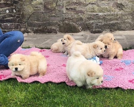 CHOW CHOW PUPPIES Image eClassifieds4u