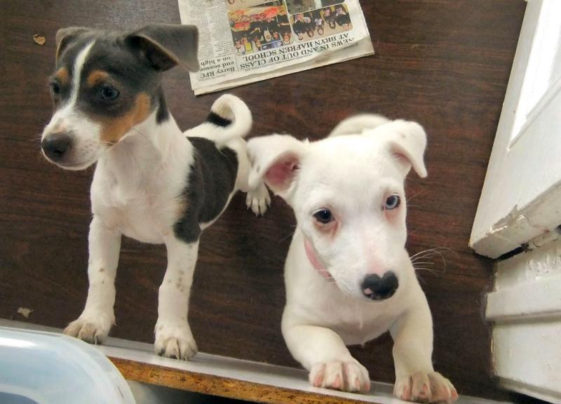 Gorgeous Jack Russell Puppies Image eClassifieds4u
