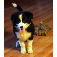 Beautiful Male and Female Border Collie Puppies For Adoption