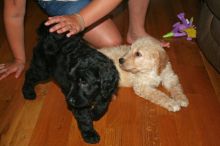 Charming Goldendoodle Puppies