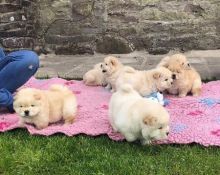 CHOW CHOW PUPPIES