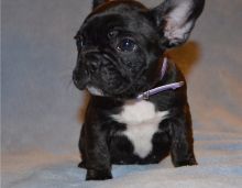 Gorgeous French Bulldog