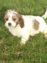 King Charles Spaniel Male and Female For Sale